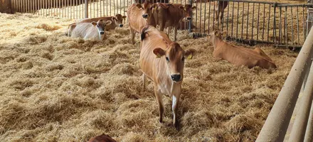 Livestock Reference
