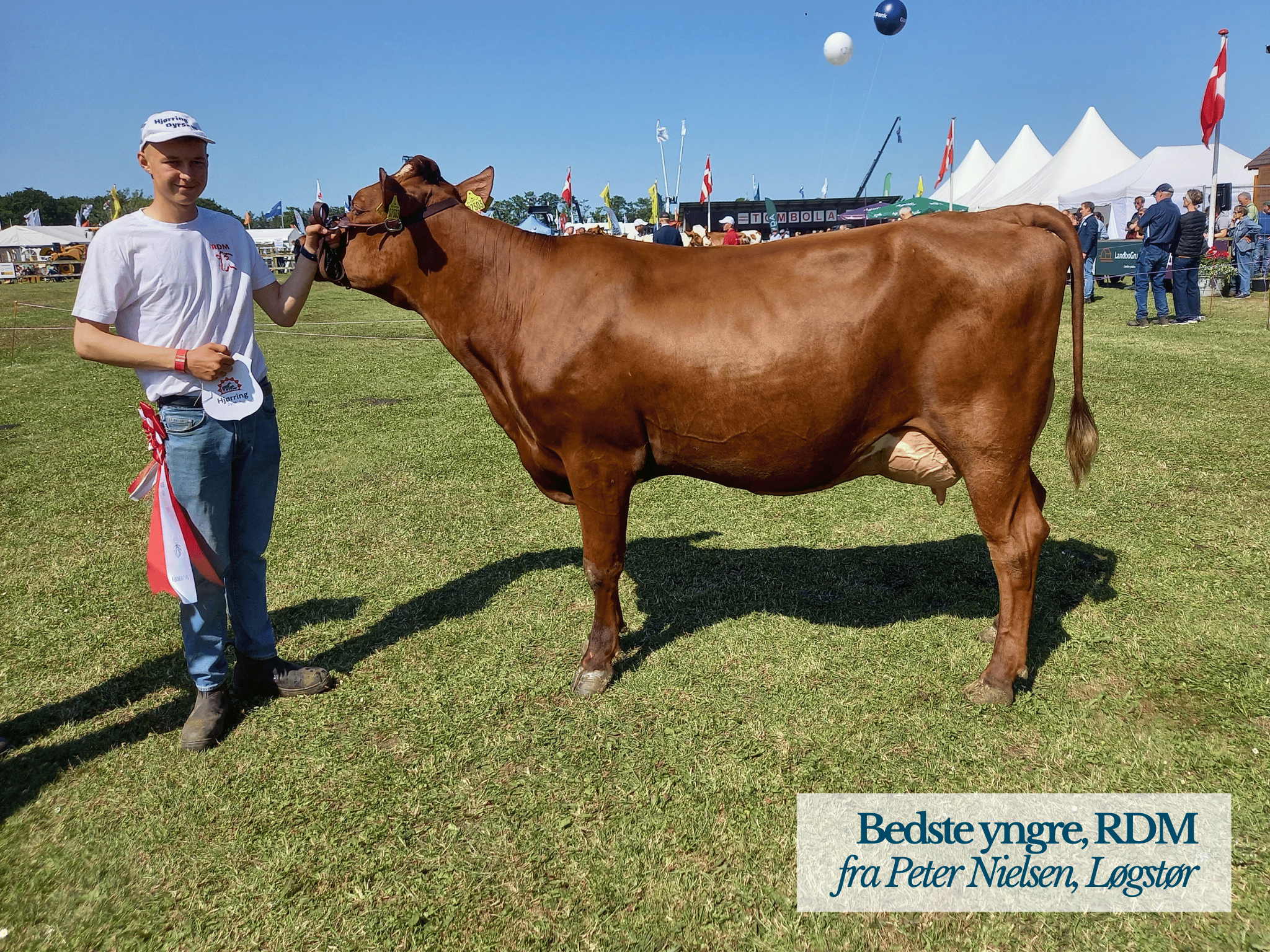 Bedste Yngre RDM, Hjørring Dyrskue