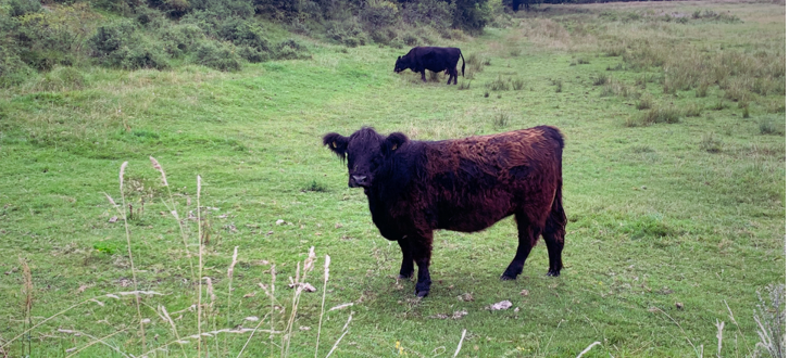 Kvæg på græs kan også få klovlidelser (1)