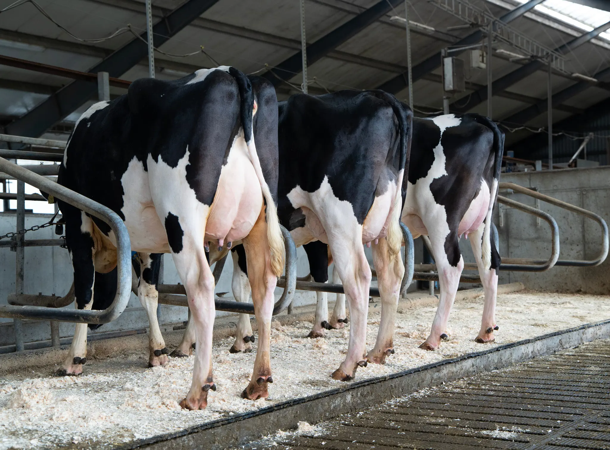 2 Gange VH Yngvar Plus 1