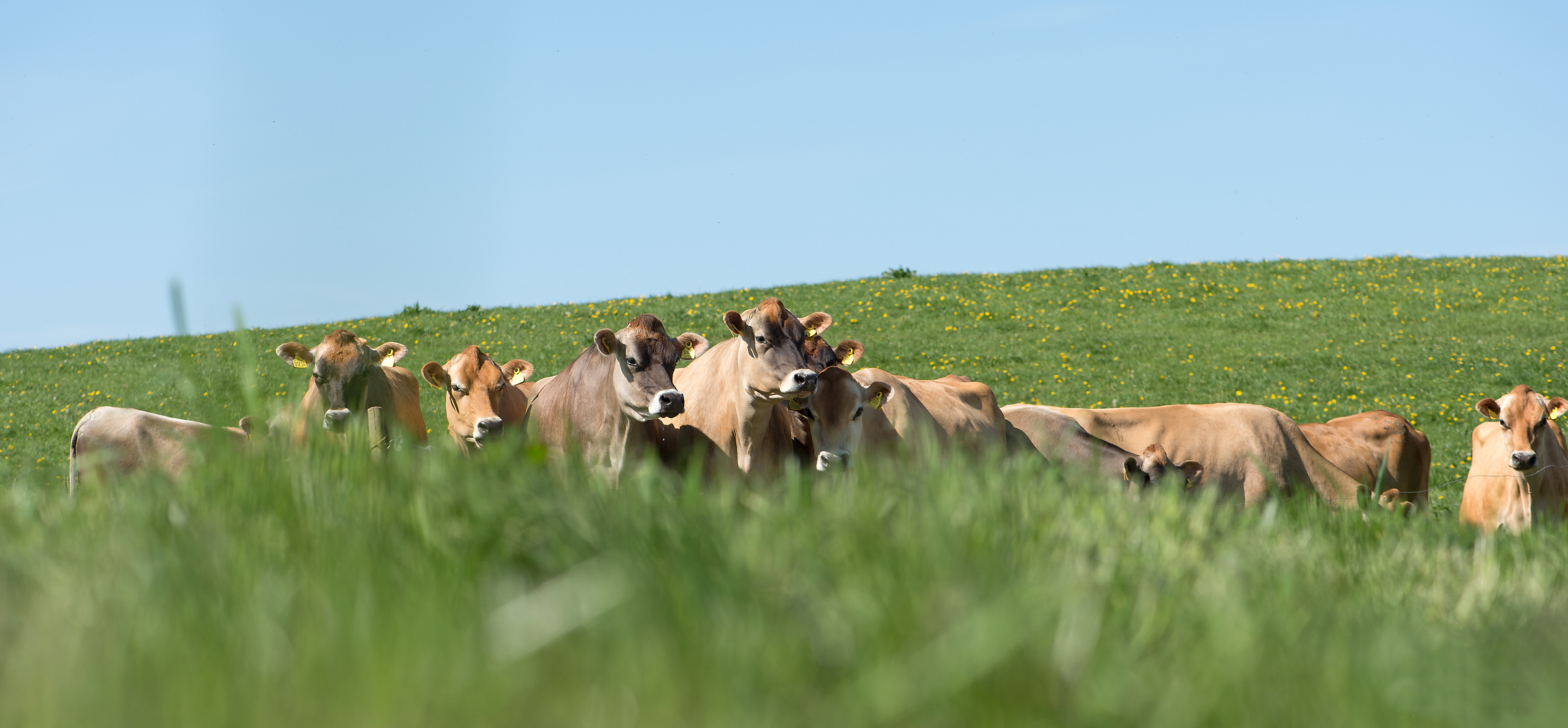 Links Baggrundsbillede