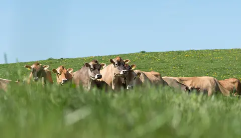 Links Baggrundsbillede