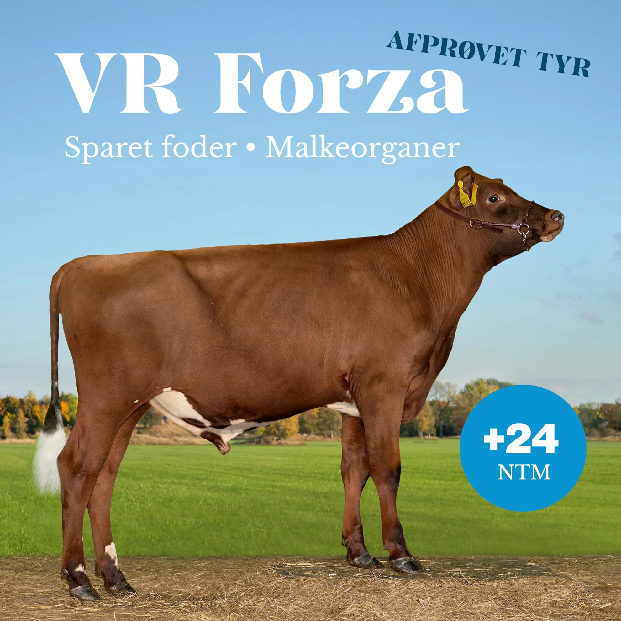VR Forza