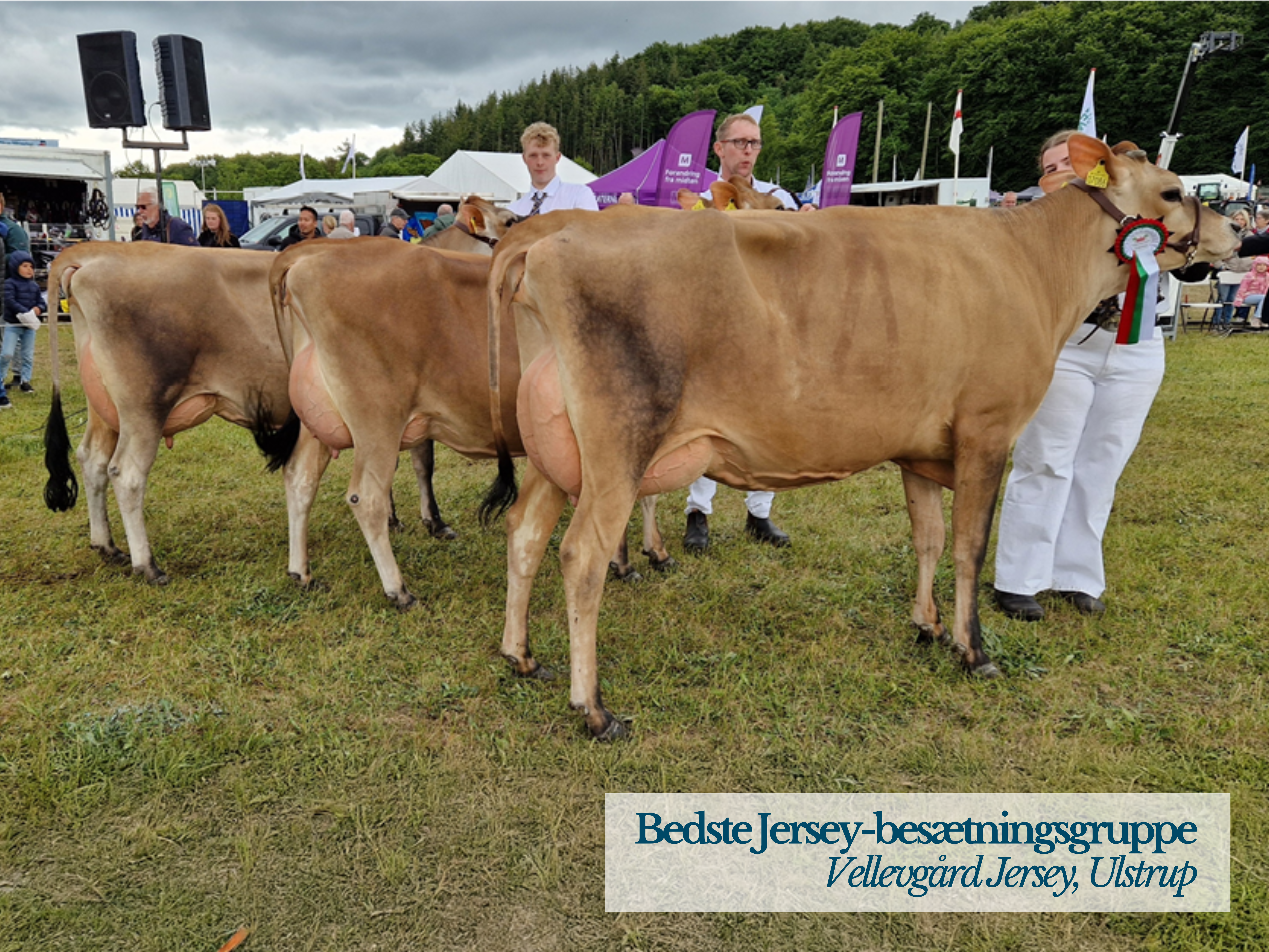 Bedste Jersey Besætningsgruppe Fra Vellevgård Jersey, Ulstrup