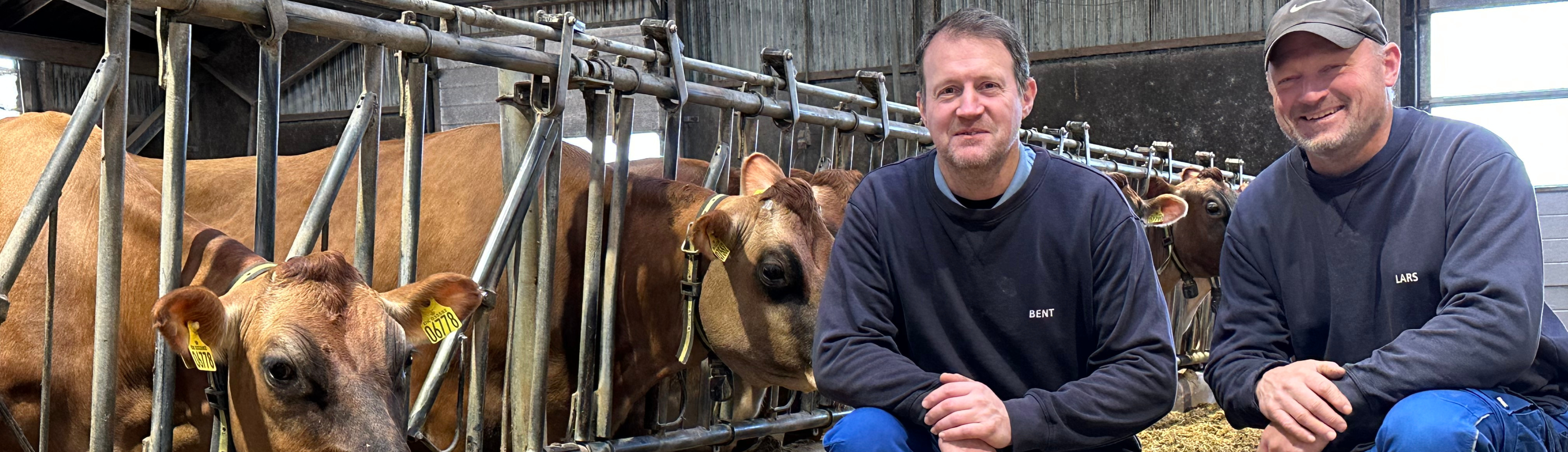 Bent Olesen, der driver Alstrup I/S sammen med sin bror Lars Olesen med koen 6778