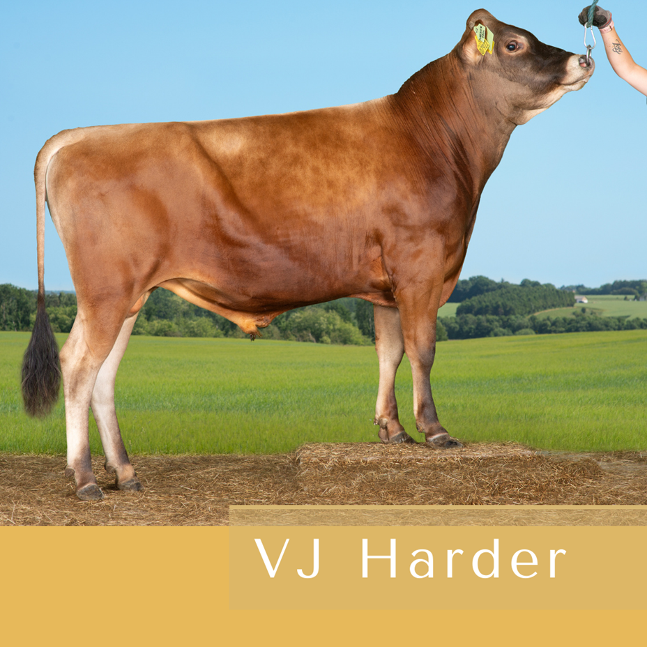 VJ Harder
