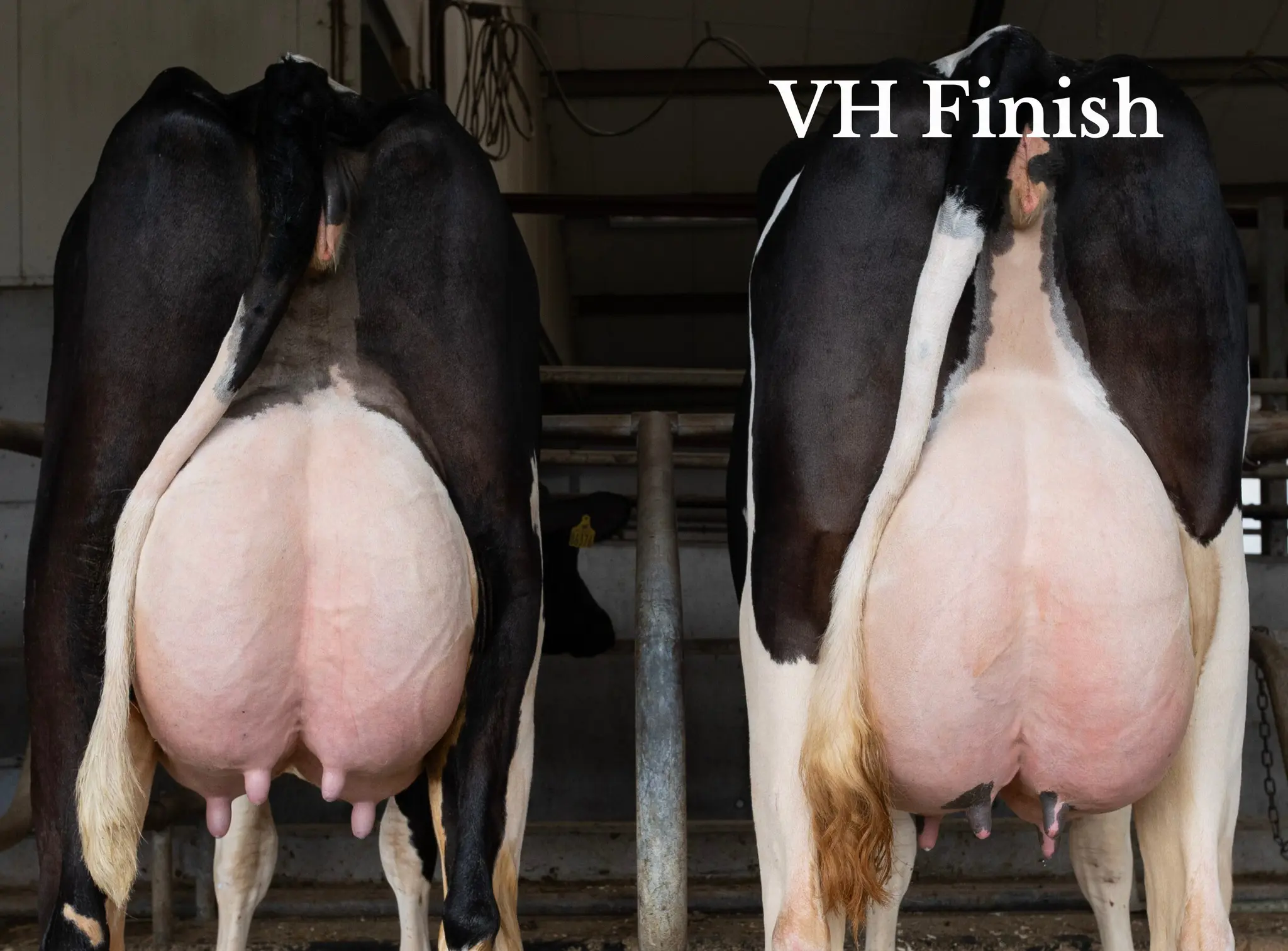 VH Finish Døtre Tæt På